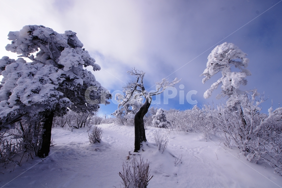 태백산,설경,풍경,상고대,겨울,겨울,계절,winter,season,자연,풍경,nature,landscape,outdoors,옥외,snow,눈