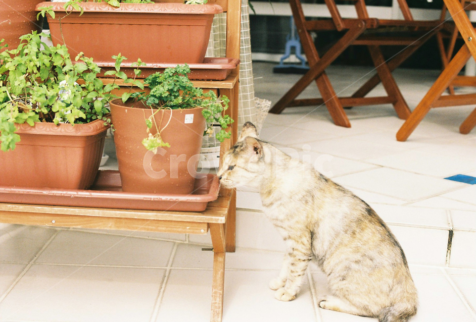 고양이,동물,길고양이,냐옹이,화분,cat,animal,starycat,kitty,pot,실내용화초,화분,화초,house plant,동물,animal,포유류,mammal,고양이,cat,kitten,kitty