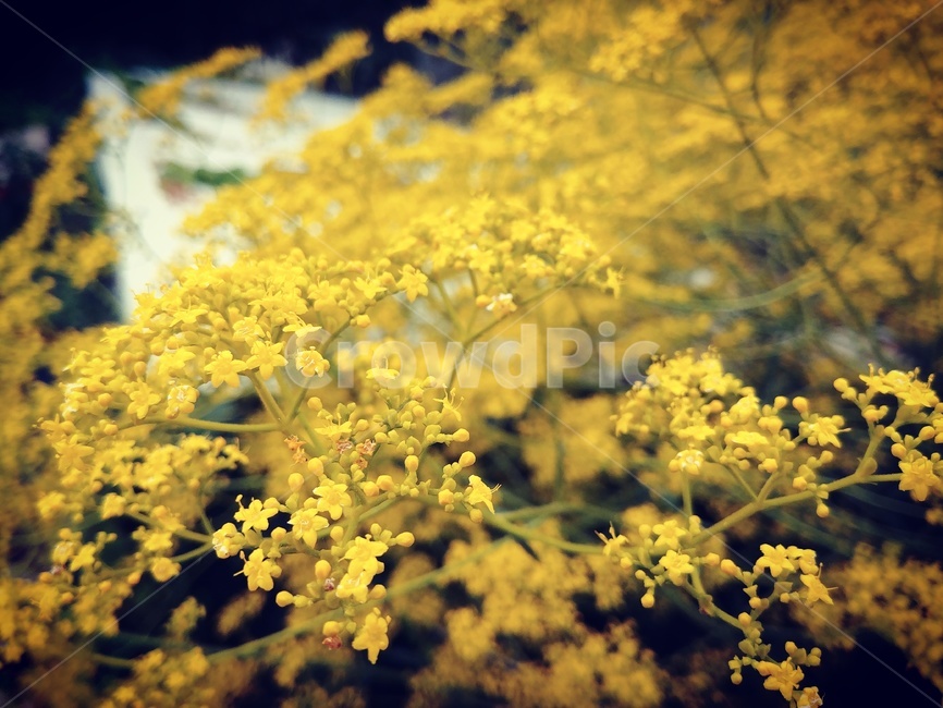 식물,꽃,flower,blossom,yellow,plant