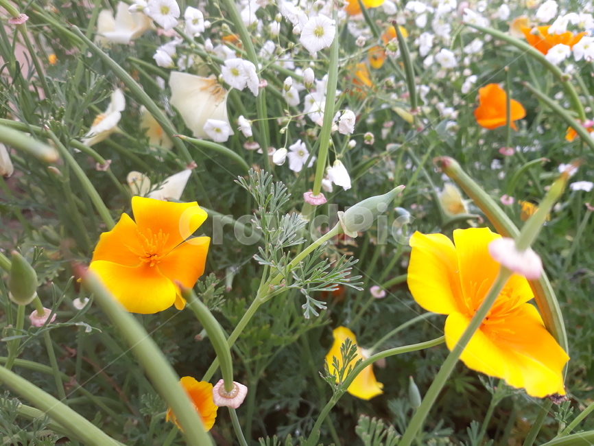 봄,노란꽃,flower,자연,흰꽃
