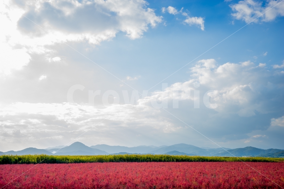 순천여행,순천만,칠면초,풍경사진,붉은색,파란하늘,여행사진,소니,sony,bluesky,suncheonman,landscape,travle,자연,풍경,nature,landscape,색깔,색상,색채,색감,color sense,color sensitivity,feeling of color
