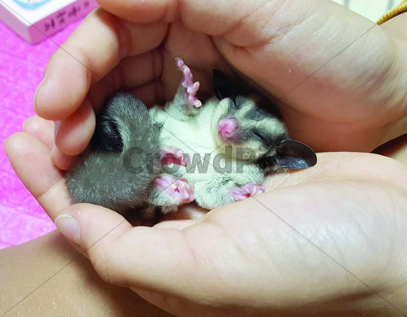 Pets,squirrel,exotic animals,mammal,sugar glider,flying squirrel,animal,cute animals,pet