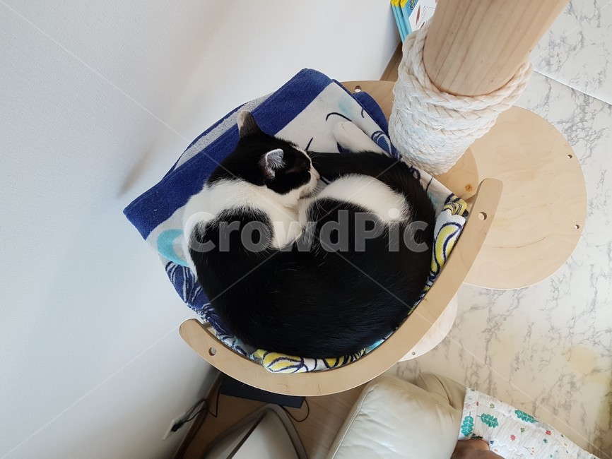 cattower,고양이,검정색,하얀색,cat,캣타워,고양이,cat,kitten,kitty