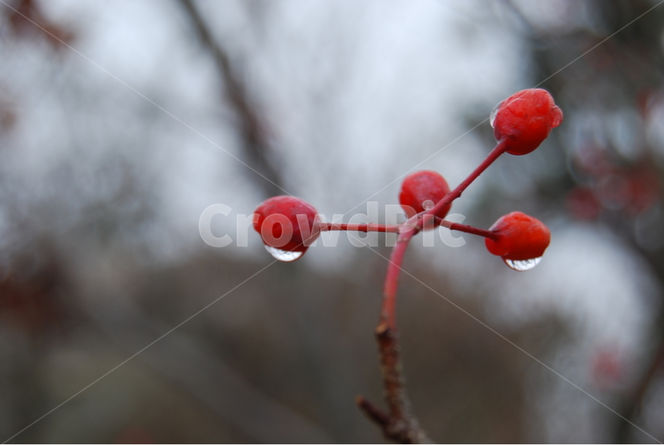 천관산,도립공원,장흥,100대명산,열매,식물,자연,plants,nature,과일,열매,fruit