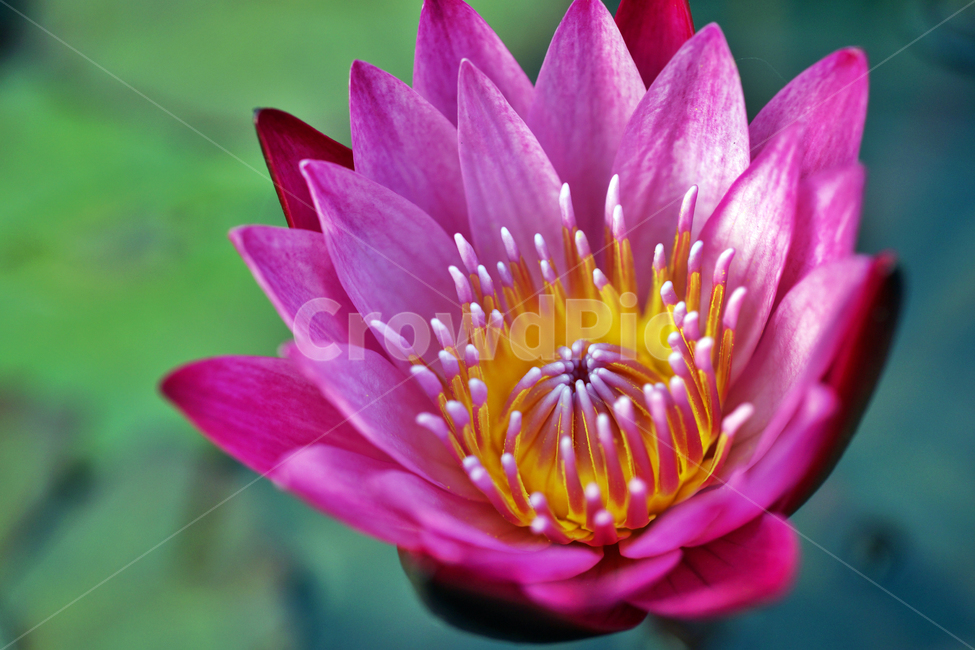 수련,연꽃,꽃,계절,분홍수련,연,수생식물,식물,자연,plants,nature,꽃,flower