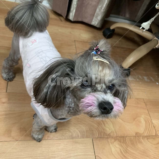 강아지,재앙,댕댕이,귀여미,사랑,동물,animal,포유류,mammal,개,강아지,dog,doggy