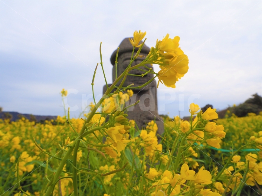 제주도,제주,유채꽃,돌하르방,제주사진,jeju,제주여행,제주도사진,유채,봄,계절,spring,season,식물,자연,plants,nature,꽃,flower,제주도,jeju,jeju island,조각상,동상,석상,조형물,statue,bronze statue,stone statue,종교,신앙,religion,belief,faith,plant