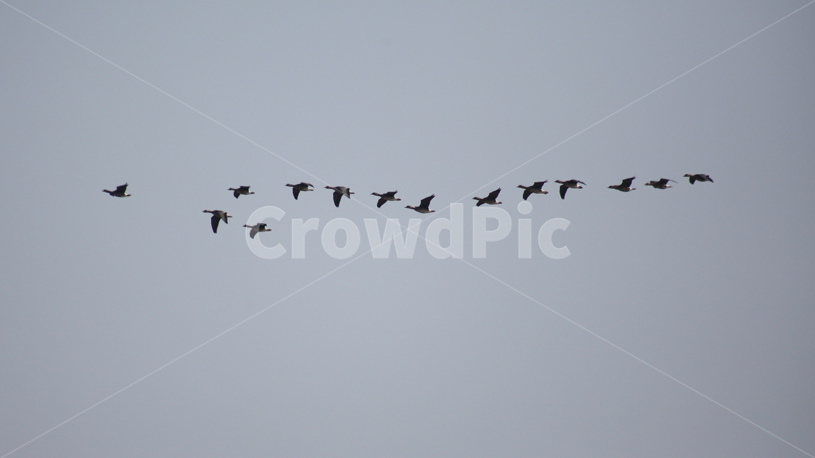 bird,새,동물,기러기,anseriformes