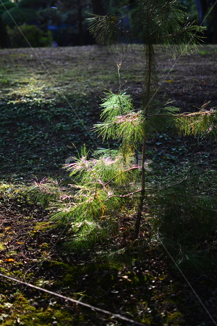 나무,녹색,나뭇잎,소나무,식물,자연,plants,nature,햇빛,가을,계절,날씨,감성,식물,자연,plants,nature