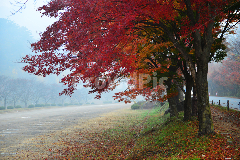 전남,백양사가을,장성,백양사,tree,나무,plant,식물,maple,단풍,leaf,잎,treetrunk,나무줄기,경치,경관,풍경,가을,계절,딘풍잎,추색,추경,outdoors,옥외,nature,자연,가을,계절,fall,autumn,season,자연,풍경,nature,landscape