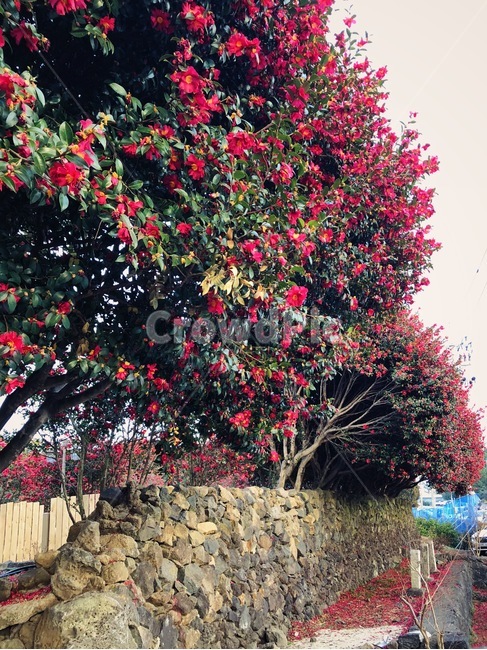 동백꽃,동백나무,동백,꽃,제주동백,자연,plant,jeju,nature