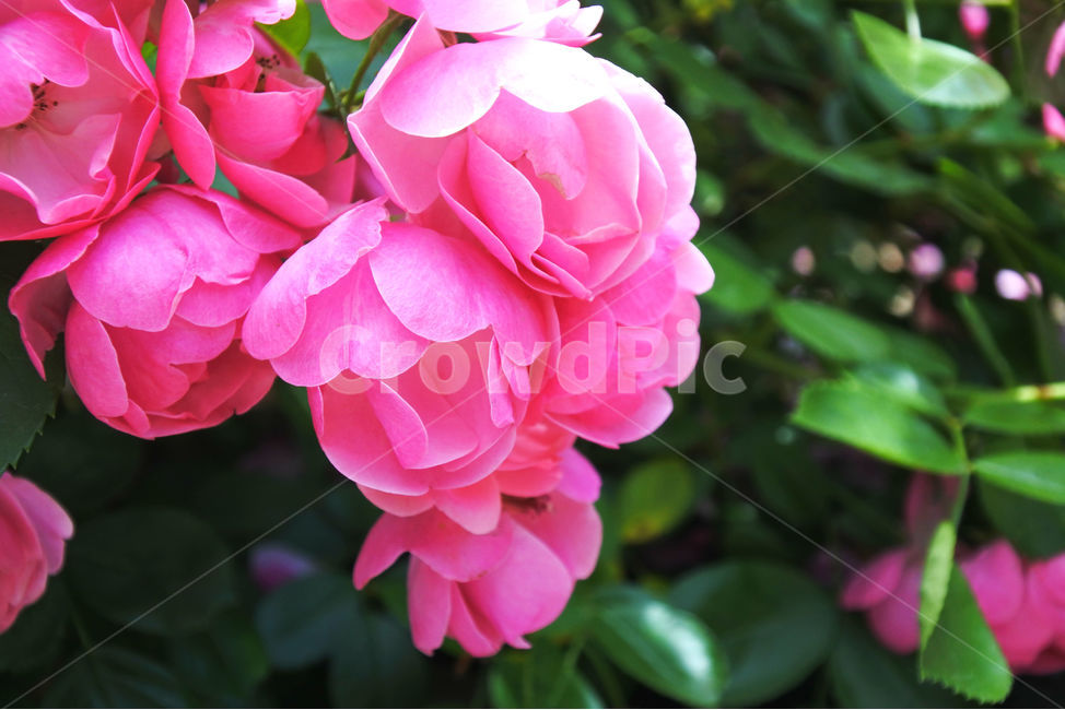 꽃,분홍,자연,색감,분홍색,pink,flower,초록,초록색