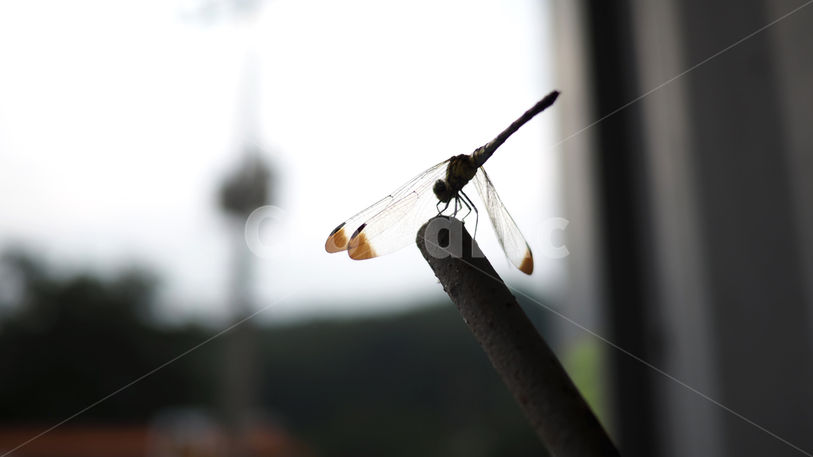 잠자리,곤충,쇠파이프,dragonfly,공원