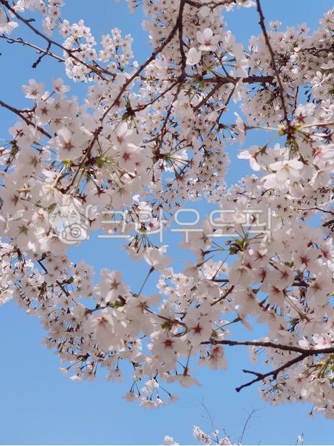 cherry blossom tree,spring flowers,Cherry blossom closeup,cherryblossom,pink cherry blossoms,spring play,flower viewing
