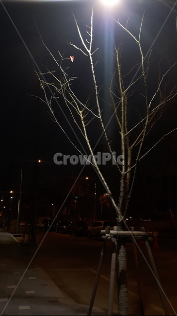 마지막,잎새,나무,겨울,가지,겨울,계절,winter,season,야경,밤,풍경,nightscape,night,landscape,식물,자연,plants,nature,나무,trees,wood,flare,플레어,light,빛