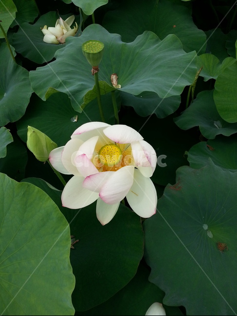 연꽃,자연,식물,호수,lotus,초록,연꽃축제,nature,flower,꽃,lake,힐링,plants