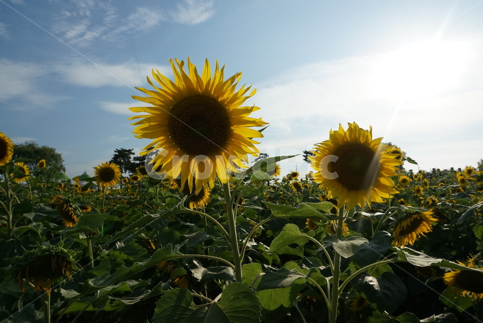 노란,해바라기,5월꽃,해바라기축제,노란색,식물,자연,계절,flower,nature,season,식물,자연,plants,nature,꽃,flower