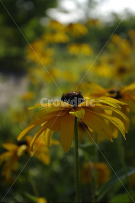 루드베키아,꽃,식물,flower,plant,식물,자연,plants,nature,꽃,flower