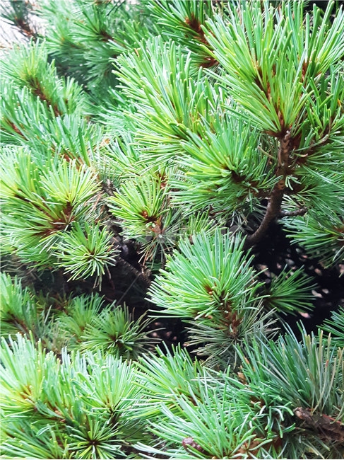 나무,소나무,솔잎,푸른잎,나뭇잎,초록색,tree,leaf