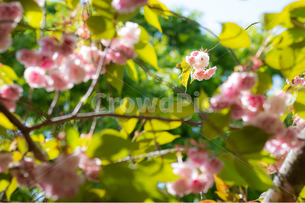 벚꽃,겹벚꽃,꽃,봄,한국자연경관,한국자연풍경,개심사,flower,감성,자연,식물,나무,봄,계절,spring,season,식물,자연,plants,nature,꽃,flower,plant,leaf,잎