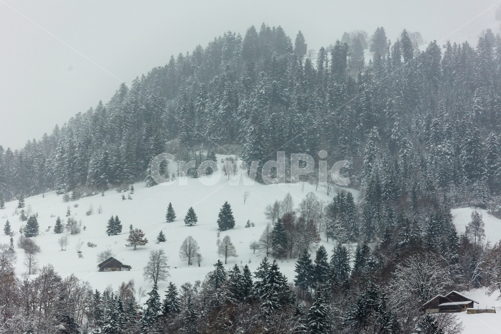 스위스,알프스산맥,얼음,눈,겨울,산,경치,겨울,계절,winter,season,자연,풍경,nature,landscape,해외,외국,세계,foreign,oversea,world,세계자연풍경,해외자연풍경,외국자연풍경,world nature landscape,outdoors,옥외,plant,식물,fir,전나무,abies,아비,tree,나무
