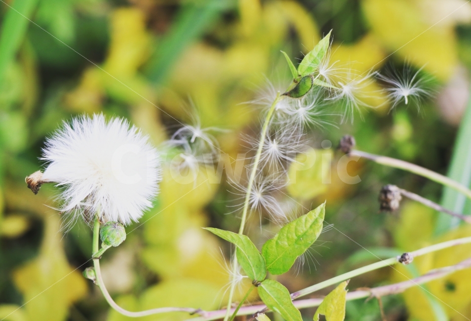 자연,씨앗,꽃,가을,홀씨,식물,자연,plants,nature,꽃,flower,감성,sensible,feeling