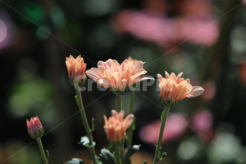 plant,식물,가을,국화,꽃,식물,자연,plants,nature,꽃,flower
