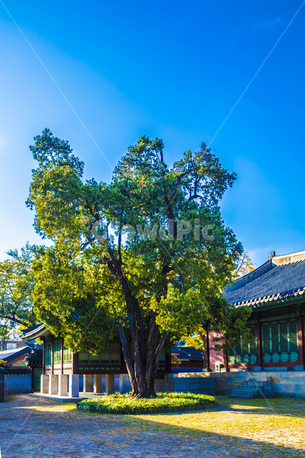 고궁,창덕궁,문화유산,문화재,느티나무,전통가옥,정원,한국전통,한국문화,korean traditional,korean culture,건축물,건물외관,exterior,building,structure,architecture,construction