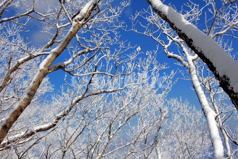 풍경,눈,눈꽃,자연,나무,겨울,나뭇가지,계절,winter,season,식물,plants,nature,함박눈,설경,겨울풍경,landscape,산,눈내리는날,한국,눈풍경,자연풍경,느낌,12월,등산,sensible,feeling,emotion,여행,하늘,산책,겨울산,들판,겨울,계절,winter,season,식물,자연,plants,nature,나무,trees,wood