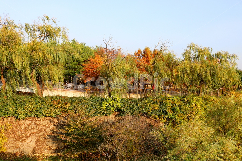 공원,선유도공원,한강공원,자연,풍경,나무,가을,단풍,낙엽,산책길,가을,계절,fall,autumn,season,자연,풍경,nature,landscape,식물,plants,나무,trees,wood,tree,plant
