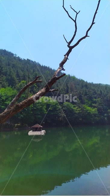 호수,나뭇잎,강가,나무,산그늘,푸름,숲,자연,한가로움,여유