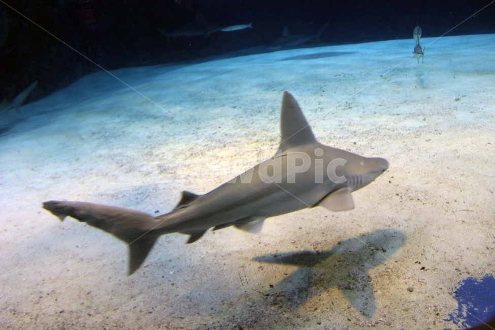 수족관,아쿠아리움,aquarium,물고기,고기,바다,동물,생물,야생,야생동물,상어,shark,동물,animal,어류,물고기,fish