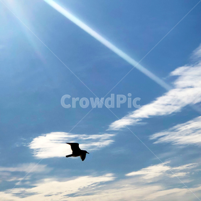 하늘,sky,갈매기,날개,바다,자연,새,동물,outdoors,nature,animal,bird,푸른,시원한,힐링,구름