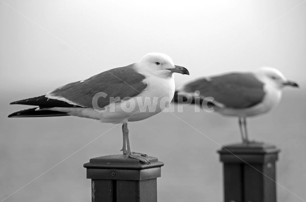 갈매기,새,조류,바다,궁평항,난간,목책,동물,animal,조류,새,birds,흑백,모노톤,monochrome,black and white