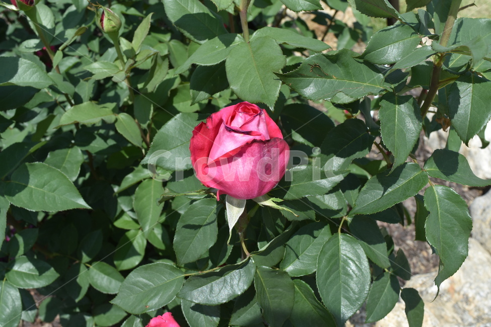 꽃,장미,식물,rose,flower,분홍장미,분홍색,핑크,pink,식물,자연,plants,nature,꽃,flower