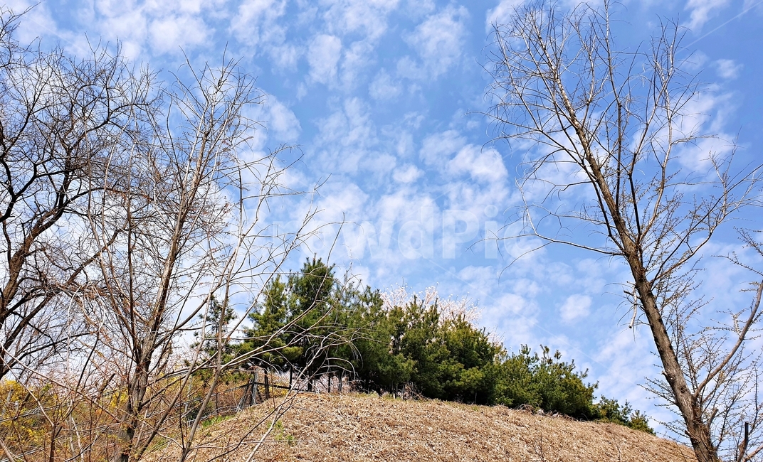봄,하늘,푸른하늘,나무,벚꽃,spring,tree,sky,blue,언덕,힐,자연,풍경,nature,landscape,gravel,자갈,road,도로,dirt road,흙길,ground,바닥