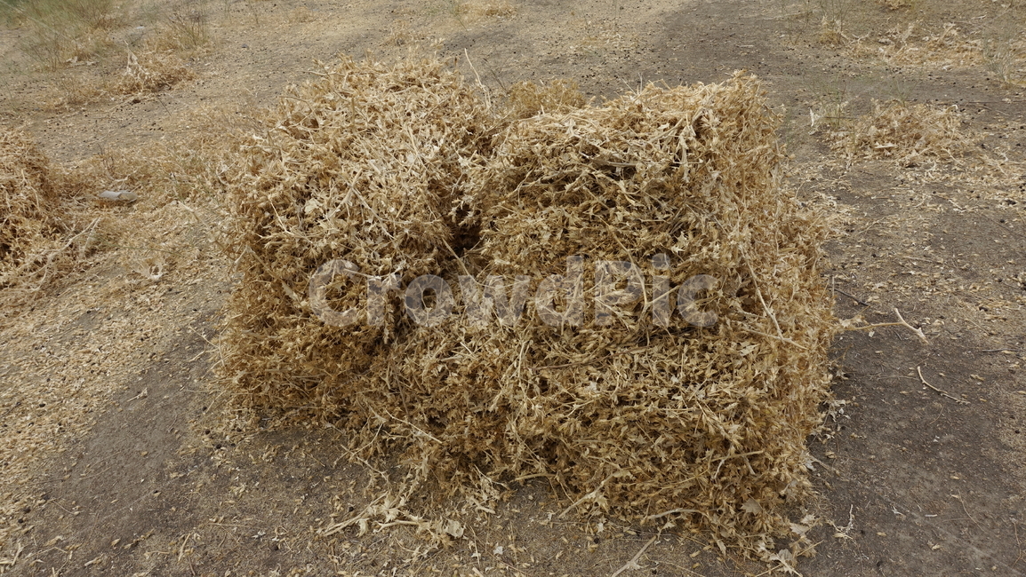 건초,여물,grass,마른풀,yellow,brown,자연