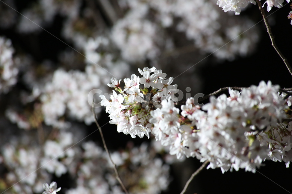 봄,벚꽃,야경,꽃,야간촬영,흰색,흰꽃,봄,계절,spring,season,식물,자연,plants,nature,꽃,flower,plant,blossom,cherry blossom