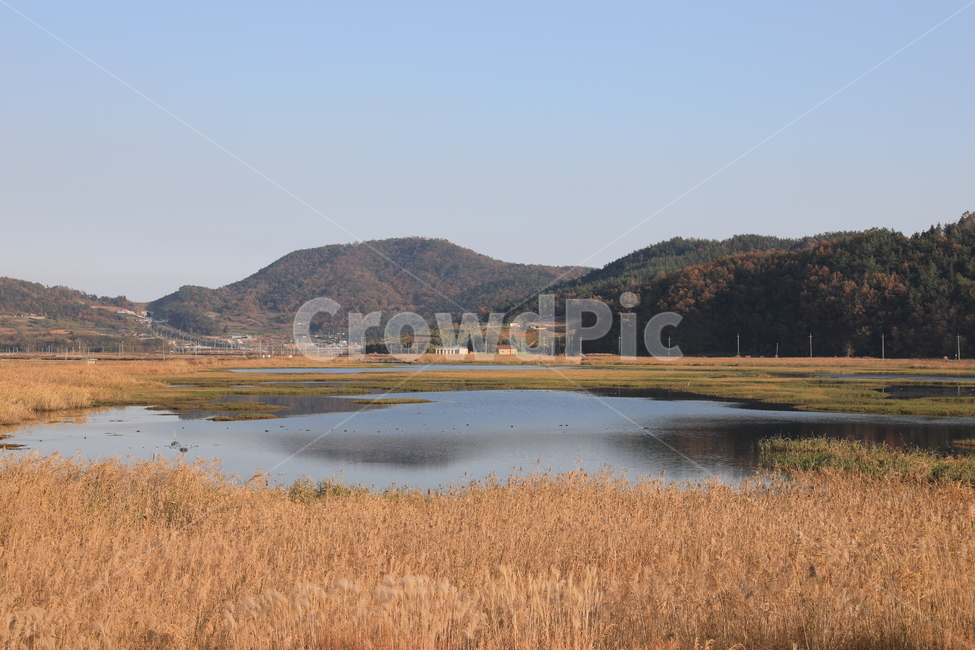 여수가사리,갈대,습지,가을,풍경,가을,계절,fall,autumn,season,자연,풍경,nature,landscape,한국자연풍경,한국자연경관,korea nature landscape,water,물,land,땅,outdoors,옥외,grass,잔디,plant,식물