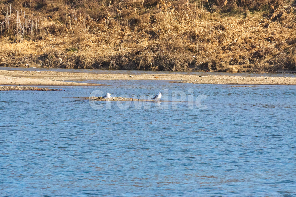 새,한강,조류,bird,river,nature,자연,갈매기,동물,animal,조류,새,birds
