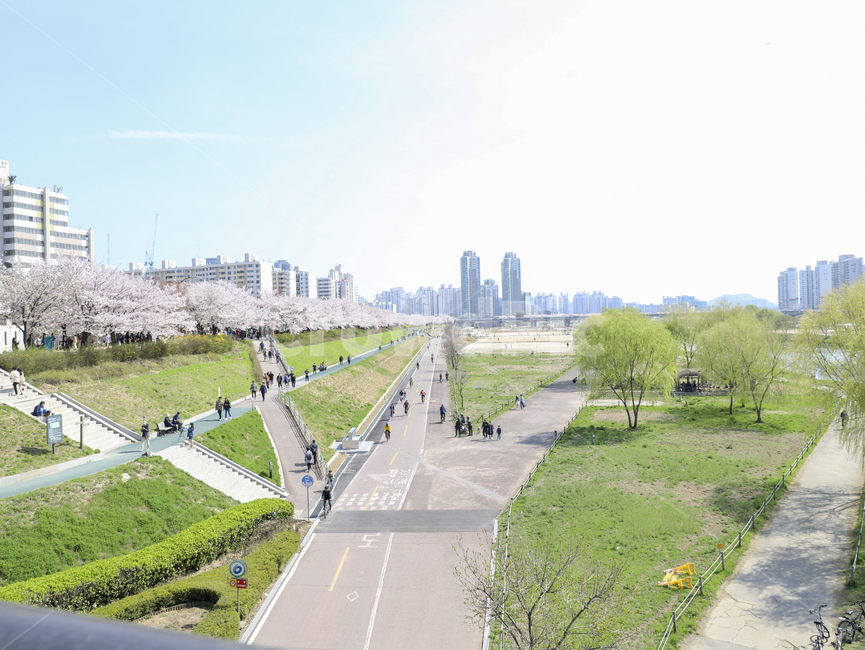나무,꽃,초록,핑크,벚꽃,숲,숲속,사람들,자연,하늘,건물,빌딩,봄,계절,spring,season,도시,풍경,city,landscape,한국도시풍경,한국도시경관,korea cityscape,road,도로,intersection,교차로
