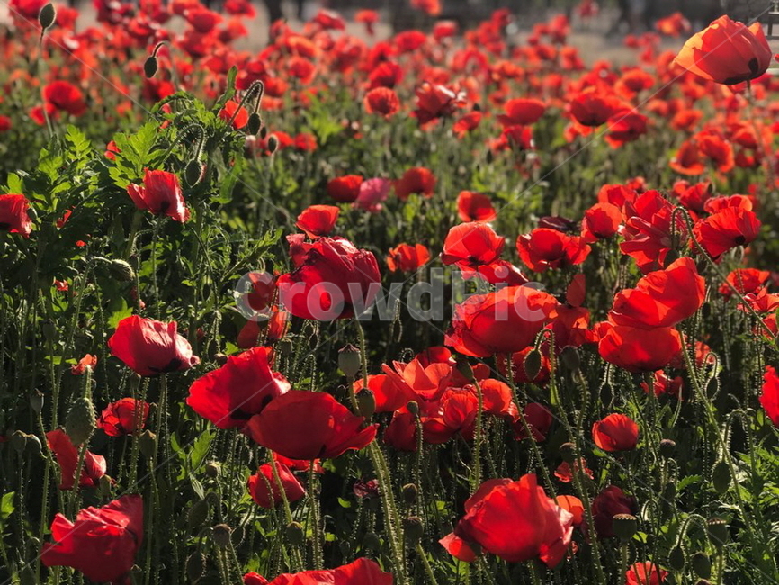 plant,식물,flower,꽃,빨간꽃