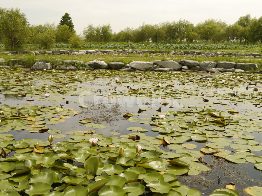 풍경,자연,연못,연꽃,테마파크,자연,풍경,nature,landscape,outdoors,옥외,land,땅,water,물,plant,식물