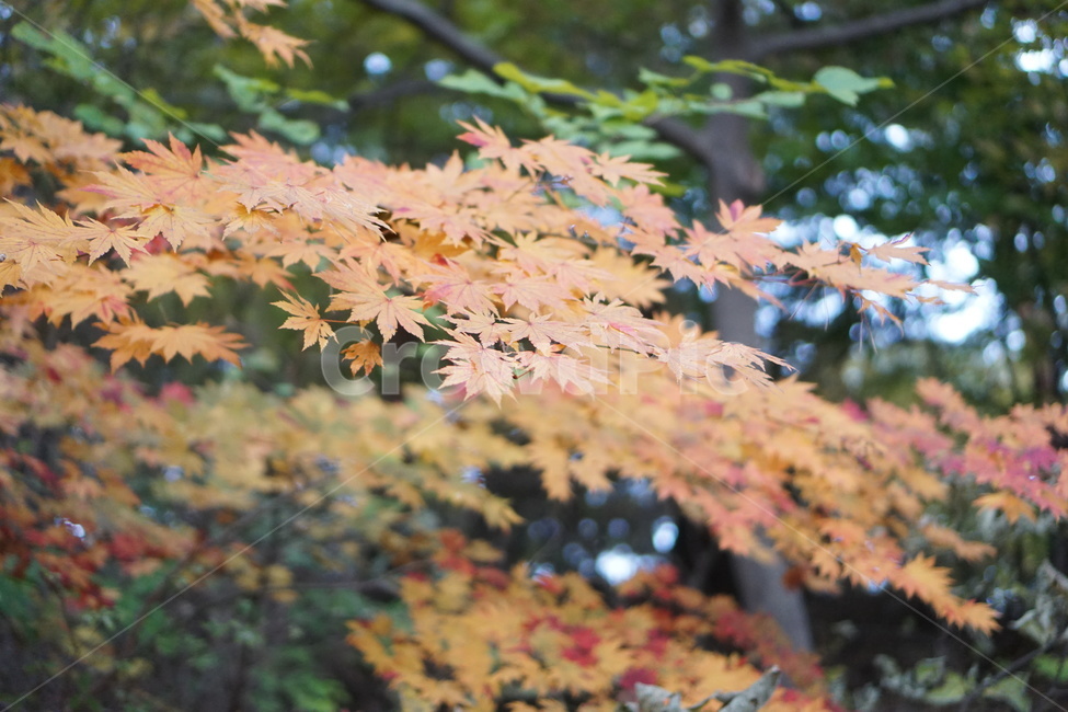 가을산,단풍,낙엽,나무,가을,가을,계절,fall,autumn,season,식물,자연,plants,nature,leaf,잎,plant,tree