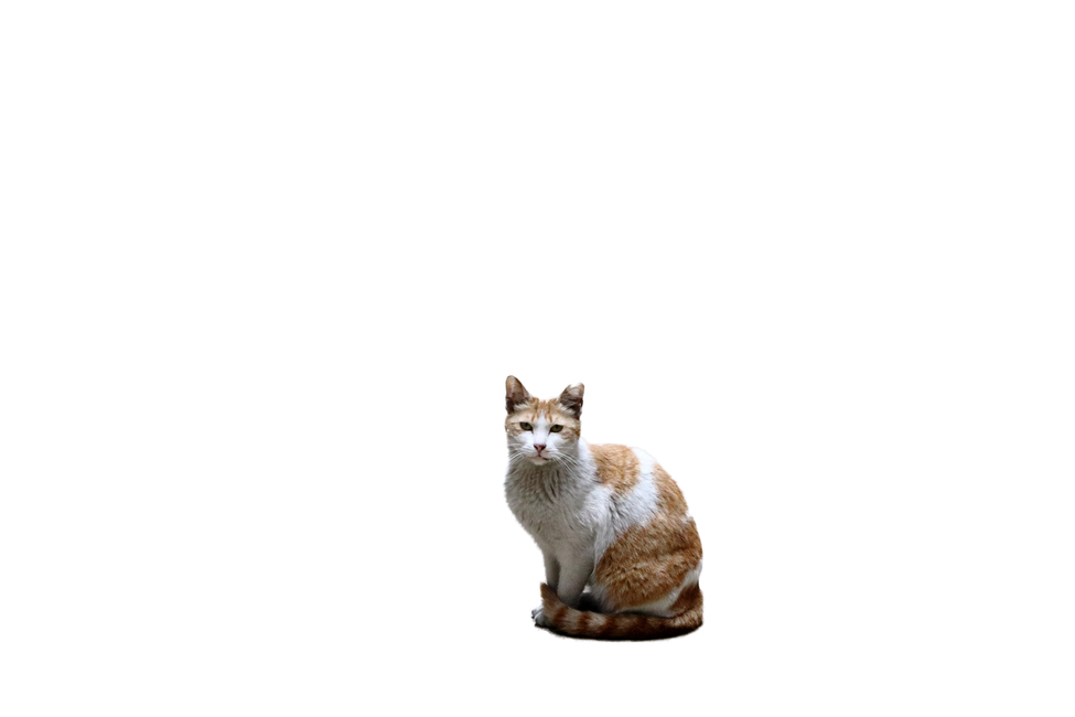 고양이,길고양이,앉아있다,동물,짐승,웅크리다,도둑고양이,동물,animal,포유류,mammal,고양이,cat,kitten,kitty,누끼,remove background