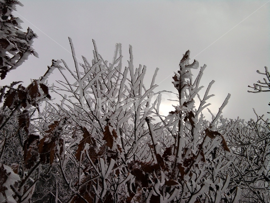 눈,자연,snow,nature,나무