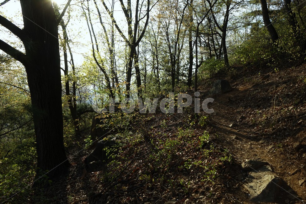 숲,나무,식물,가지,tree,ground