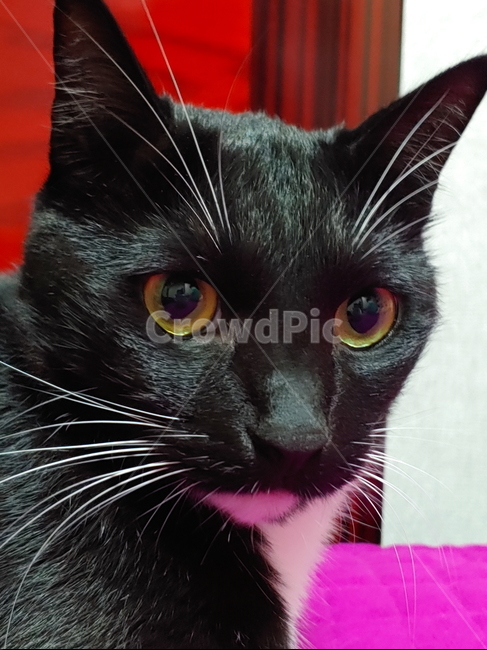 고양이,검정고양이,펫,블랙앤화이트,집고양이,집냥이,냥이,애완동물