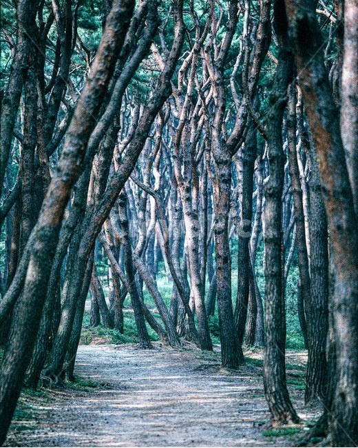 소나무숲,소나무길,산책로,융건릉산책로,필름사진,필름,숲길,자연,풍경,nature,landscape,식물,plants,나무,trees,wood,tree,plant,tree trunk,나무 줄기
