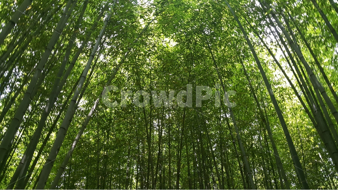 대나무,죽녹원,푸르름,죽순,담양,자연,풍경,nature,landscape,식물,plants,나무,trees,wood,휴식,힐링,rest,relaxation,healing,plant